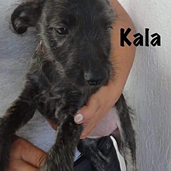 Thumbnail photo of KALA #2