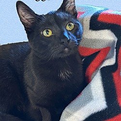Thumbnail photo of ZIGGY (adopt w/Patti) #4