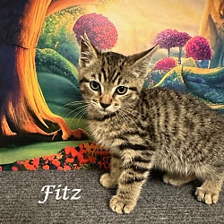 Thumbnail photo of FITZ #1