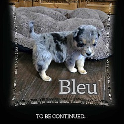 Photo of Bleu