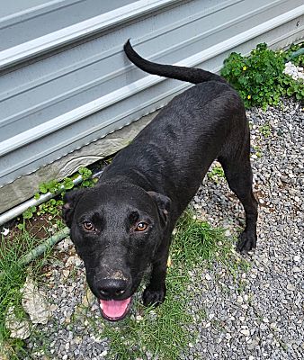 Chicago Lab Rescue Chicago, IL - Retriever (Unknown Type)/Labrador Retriever. Meet Henry a ...