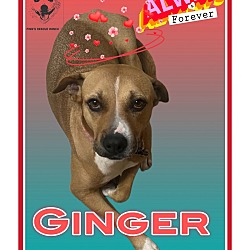 Thumbnail photo of GINGER #2