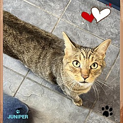 Thumbnail photo of Juniper #2