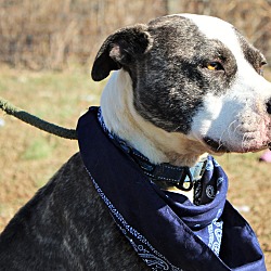 Thumbnail photo of Hector~adopted! #4