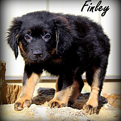Thumbnail photo of Finley~adopted! #2