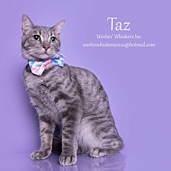 Photo of TAZ