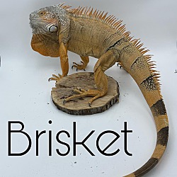Photo of Brisket