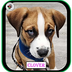 Thumbnail photo of Clover - Single Pup #1