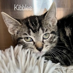 Photo of Kibbles