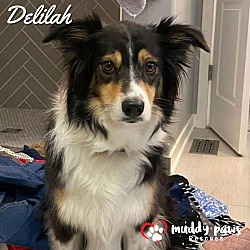 Thumbnail photo of Delilah (Courtesy Post) #1