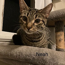 Thumbnail photo of Neah (24-825) #3