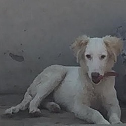 Thumbnail photo of Amber- Indian Pariah pup #2