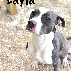 Thumbnail photo of Layla #1