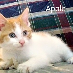 Photo of Apple