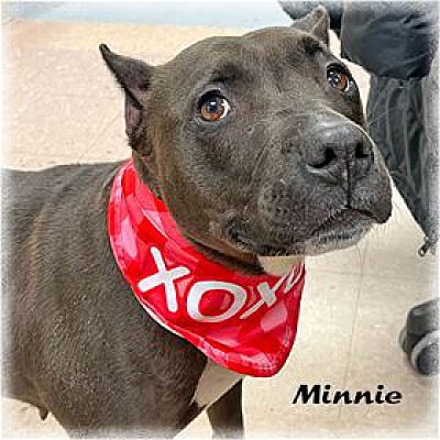 Howell, MI - Terrier (Unknown Type, Medium). Meet Minnie a Pet for ...