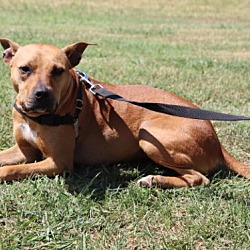 Norfolk, VA - Pit Bull Terrier. Meet Ruthie a Pet for Adoption ...