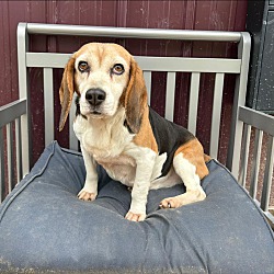 bonded pet photo