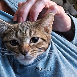 Thumbnail photo of Walnut #3