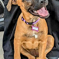 adopt a pet