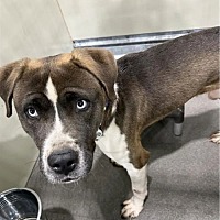 adopt a pet
