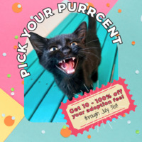 adopt a pet