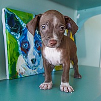 adopt a pet