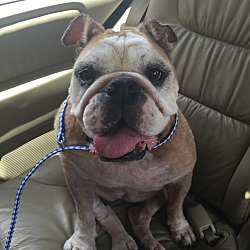 Photo of Betty Bulldog