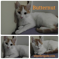 Thumbnail photo of Butternut #2