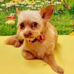 Photo of TEDDY