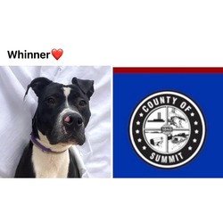 Photo of WHINNER