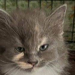 Photo of Slash (Cedar Kitten)