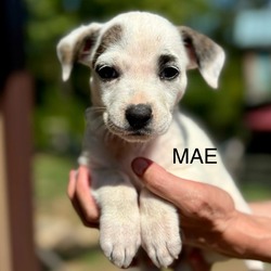 Thumbnail photo of Gracie’s Mae #3