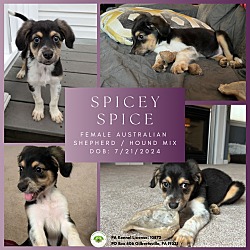 Thumbnail photo of Spicey Spice #1