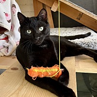 adopt a pet