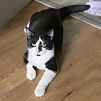 adopt-pet