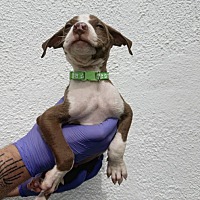 adopt a pet