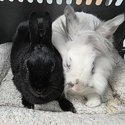 bonded pet photo