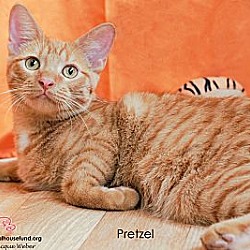 Thumbnail photo of Pretzel #2