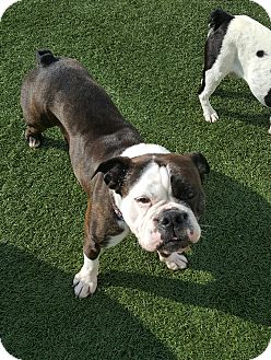 boston terrier english bulldog