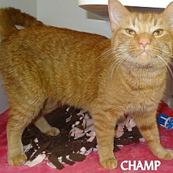 Thumbnail photo of CHAMP--BEAUTY!NEEDS A HOME NOW #2