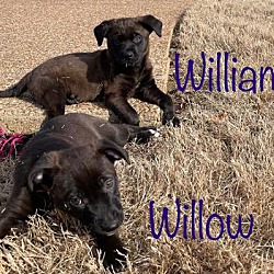 Thumbnail photo of WILLOW and WILLIAM #4