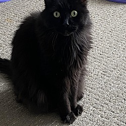 Photo of Shadow