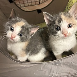 Photo of Calico Sisters