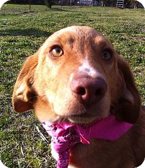 Brattleboro, VT - Basset Hound. Meet Reba a Pet for Adoption.