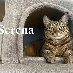 Thumbnail photo of Serena #4