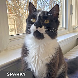 Thumbnail photo of Sparky #3