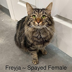 Photo of Freyja