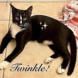 Thumbnail photo of Twinkle #1