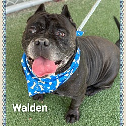 Thumbnail photo of WALDEN #1