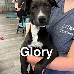 Thumbnail photo of Glory #1